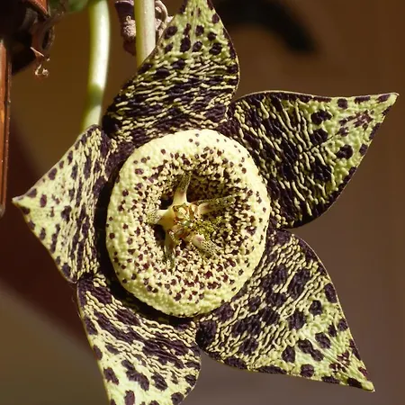 Ferienhaus Zergeboglar Vendeghaz *